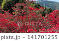 一面に咲くヤマツツジの斜面 葛城山 奈良 141701255