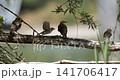 Juvenile European starlings perched on branch in Switzerland 141706417