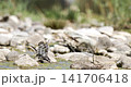 White wagtail foraging among rocks near Lake Constance 141706418