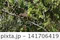 Capture of bird movement among leaves in slow motion 141706419