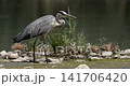Slow motion heron walking on rocks near water with detailed movement 141706420