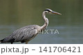 Heron standing near water in a natural setting 141706421