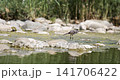 White wagtail walking along rocky lakeshore in Switzerland 141706422