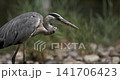 Bird hunting in slow motion near a riverbank at sunset 141706423