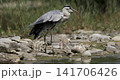 Heron standing by water on rocky shore 141706426