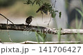 Slow motion capture of a bird perched on a branch with movement details 141706427