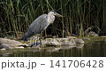 Slow motion of a heron hunting by the river and grazing in the grass 141706428