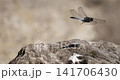Explore movement of a dragonfly on a rock in slow motion 141706430