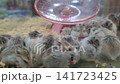 Group of fluffy Roborovski dwarf hamsters huddled together in a glass enclosure with wood shavings bedding. Pink exercise wheel visible in the blurred background. Cute domestic pet animals. 141723425