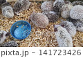 A group of small African pygmy hedgehogs resting and eating in a cage with wood shavings. One hedgehog drinks from a blue bowl while others sleep together in a cluster. Domestic pet care scene. 141723426