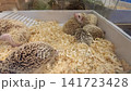 A group of adorable baby hedgehogs huddling together in a clean enclosure with wood shavings at a pet store or breeder facility. Close up view of prickly small exotic pets in a white plastic tray. 141723428