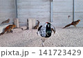Striking male Lady Amherst pheasant with black and white neck feathers in a sandy enclosure. Group of pheasants in an outdoor aviary. Professional wildlife photography and captive bird breeding. 141723429