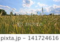 Agricultural field wheat in picturesque summer scenery. Crop field. Grain harvest. Golden spikelet. Wheat field. Golden wheat field. Harvesting golden wheat 141724616