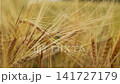 Golden barley ears swaying in the wind on a beautiful summer day with a shallow depth of field 141727179