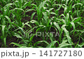 Young green corn plants blowing in the wind on a large agricultural field showing a beautiful organic pattern in the countryside 141727180