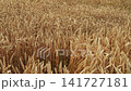 Golden ripe wheat field moving in the wind during summer harvest season showing agriculture and farming concepts 141727181