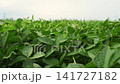 Lush green soybean field growing under a cloudy sky with plants gently swaying in the wind representing agricultural abundance 141727182