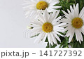 Camera slowly moves toward the golden center of a fresh white daisy in a bouquet. Elegant floral macro video ideal for spring, romance, botanical and freshness concepts. 141727392