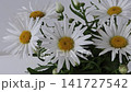 Fresh bouquet of white daisies with bright yellow centers gently moving in a light indoor draft. Ideal for floral, spring, freshness, home decor and romantic concepts. 141727542