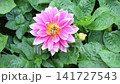 Honey bee actively collecting nectar from the golden center of a vibrant pink dahlia before taking flight. Ideal for pollination, biodiversity, gardening and nature concepts. 141727543