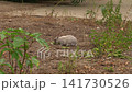 Wild Rabbit Eating Near Sidewalk in Berlin 141730526