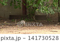 Wild Rabbit Sniffing Ground in Urban Berlin 141730528