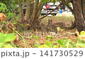 Wild Rabbits Chasing Each Other Near City Street 141730529