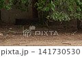 Wild Rabbit Sitting and Sniffing in Urban Berlin 141730530
