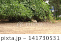 Wild Rabbit Hopping Through Urban Berlin 141730531