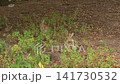 Three Wild Rabbits Sniffing in Natural Habitat 141730532