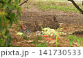 Wild Rabbits Feeding Together in Summer Habitat 141730533