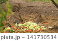 Wild Rabbits Eating Vegetables in Natural Habitat 141730534