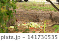 Wild Rabbits Eating Vegetables in Natural Habitat 141730535