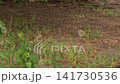 Wild Rabbits Sniffing in Natural Greenery 141730536