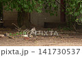 Wild Rabbit Grooming Under Trees in Berlin 141730537