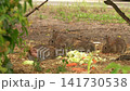 Wild Rabbit Feeding as Another Arrives in Berlin 141730538