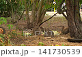 Wild Rabbits Feeding Under Trees in Berlin 141730539