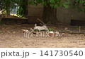 Wild Rabbit Searching for Food in Urban Berlin 141730540
