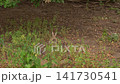Wild Rabbit Sniffing in Green Natural Habitat 141730541