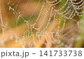 Water Dew Drops On Spider Web Water Dew Drops On Spider Web 141733738