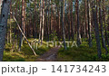 Sunlit pine forest path with tall straight trunks, green moss, and quiet woodland atmosphere 141734243