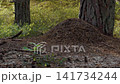 Large forest mound of pine needles beside tree trunks on woodland floor in soft daylight 141734244