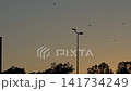 serene flock of birds flying over brick chimney and metal street lamp at dusk. 141734249