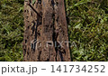 Rotted wooden plank lying on grass with rough decayed texture and natural outdoor background 141734252