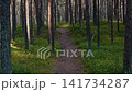 Sunlit pine forest trail winding through tall trunks and green mossy ground cover 141734287