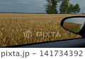 Golden wheat field viewed from car window with side mirror reflecting rural roadside landscape 141734392