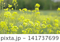 A springtime video of a rapeseed field. 141737699