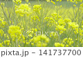 A springtime video of a rapeseed field. 141737700