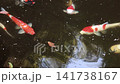日本庭園の池を泳ぐ色鮮やかな錦鯉 日本庭園の池を泳ぐ色鮮やかな錦鯉 141738167