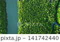 Amazing abundant mangrove forest, Aerial view of forest trees Rainforest ecosystem and healthy environment background, Texture of green trees forest top down, High angle view 141742440
